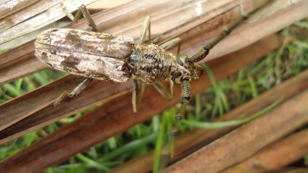 wood-borers-bukbok-control-philippines-mc-ace-pest-control-philippines